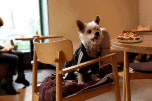 Підбірка «pets-friendly» закладів Львова: куди можна піти з улюбленцем
