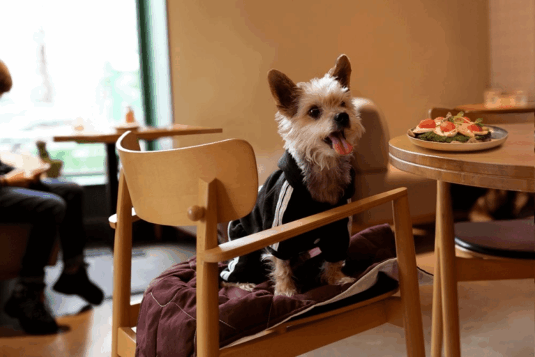 Підбірка «pets-friendly» закладів Львова: куди можна піти з улюбленцем