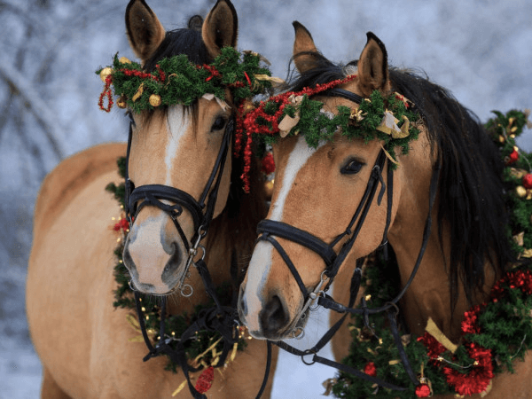 Кінна прогулянка – запорука яскравих емоцій