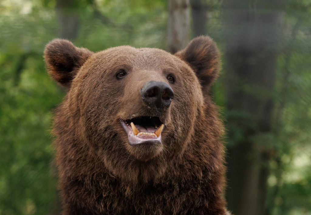 Ведмежий притулок Домажир: як відвідати та ціни 🐾